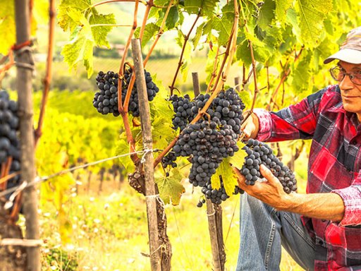 Immagine Stima relativa alla produzione del vino e uva in Italia 2019