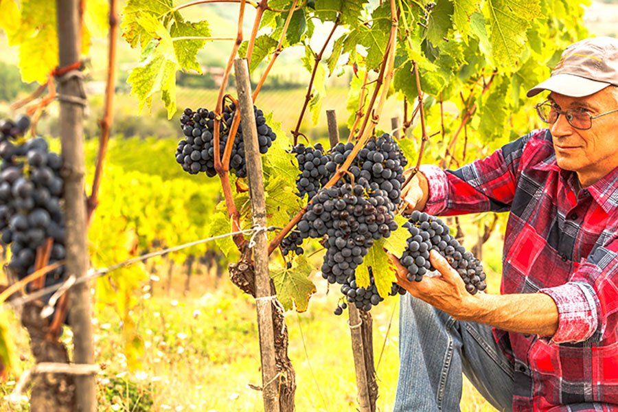 Immagine Stima relativa alla produzione del vino e uva in Italia 2019